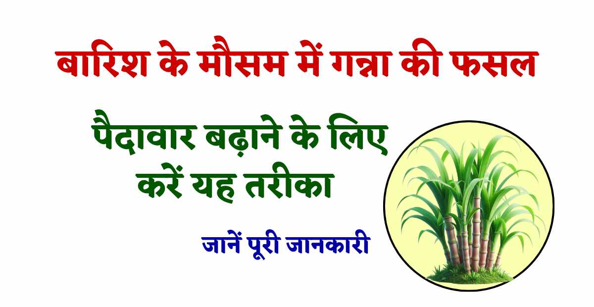 Ganna Ki Kheti 2024 | बारिश के इस मौसम में करने की फसल में पैदावार बढ़ाने के लिए अपना यह तरीका, जानें पूरी जानकारी 